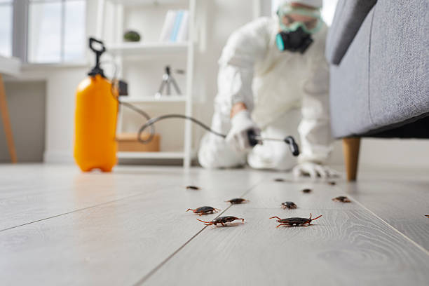 Post-Treatment Bed Bug Interceptor Monitoring in Mandan